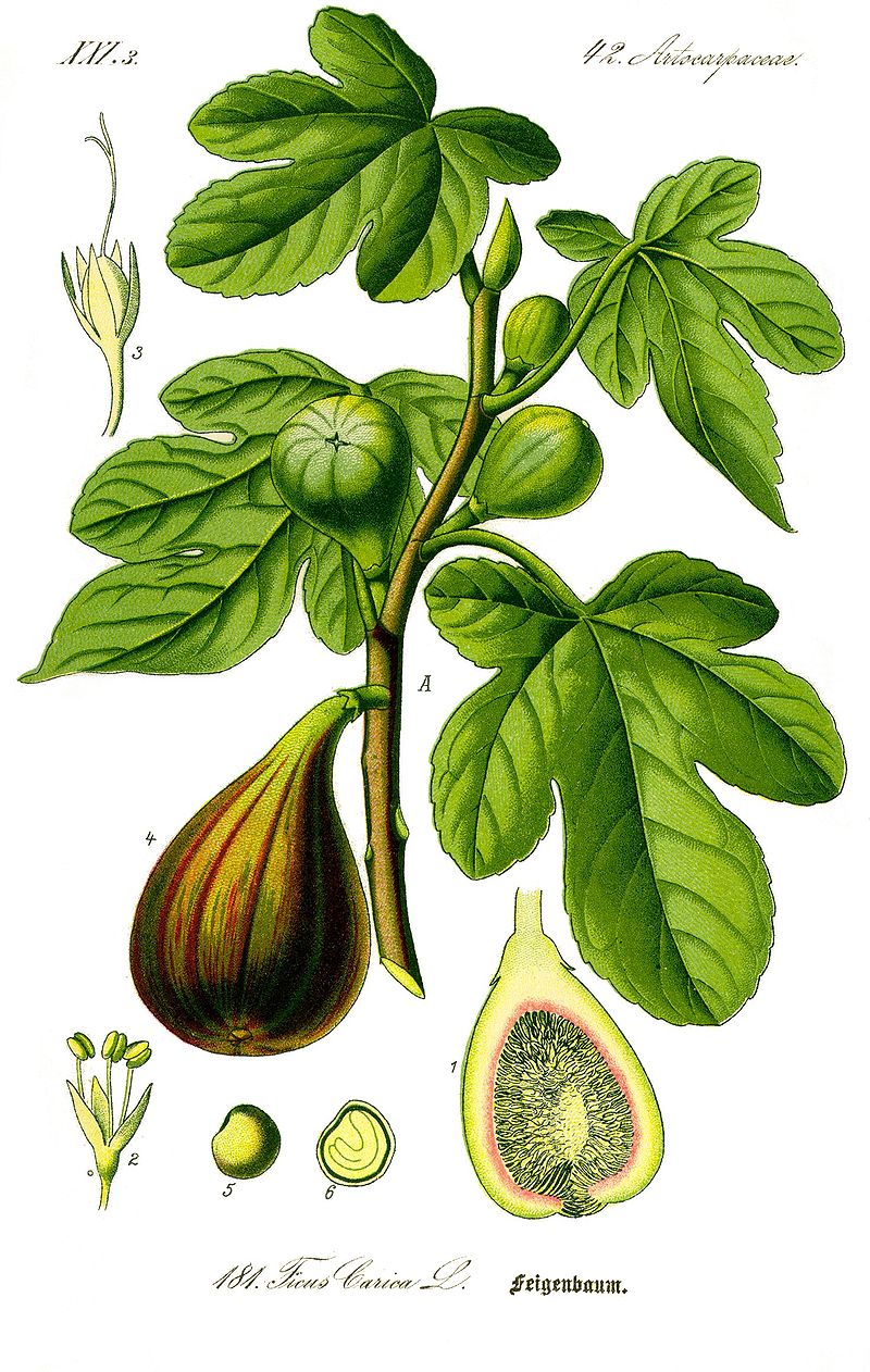 ficus carica wikipedia